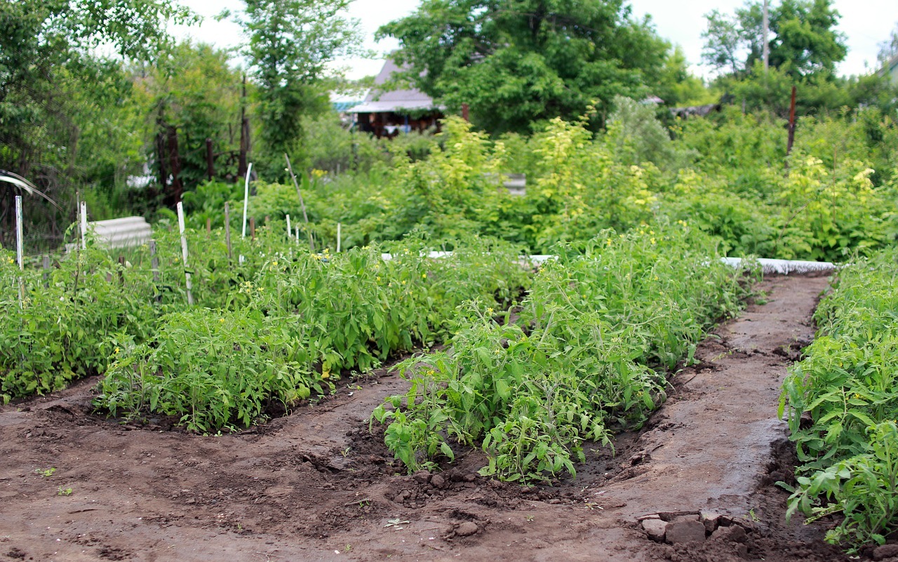 Comment organiser un jardin communautaire